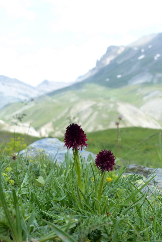 Nigritella cenisia e Nigritella rhellicani – Savoia francese   luglio 2023.